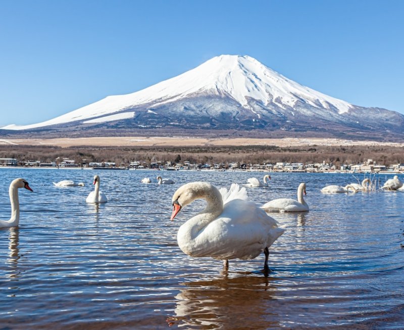 Mt Fuji Day Trip from Tokyo