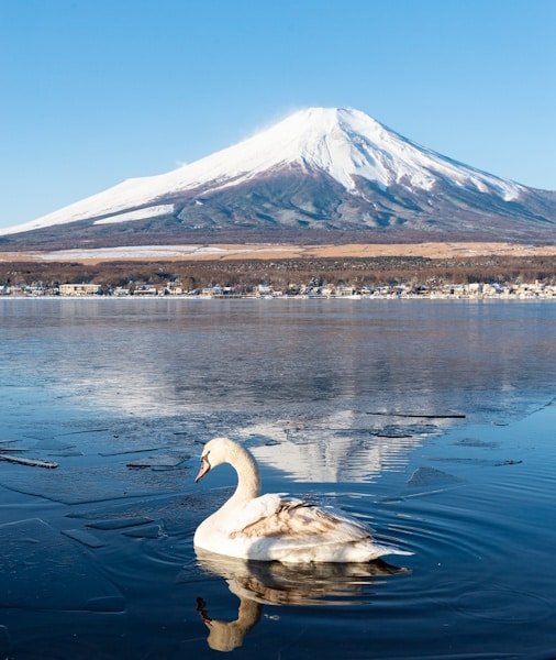 Mt Fuji Day Trip from Tokyo 2026
